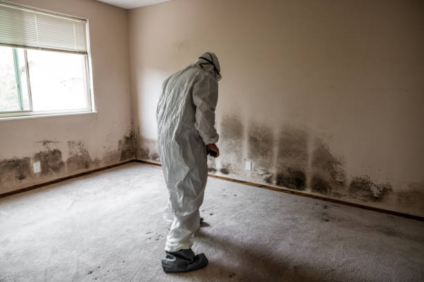 Best Fast Mold Removal  in Lawson, MO