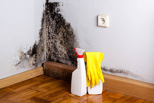 Best Commercial Mold Removal  in Lawson, MO