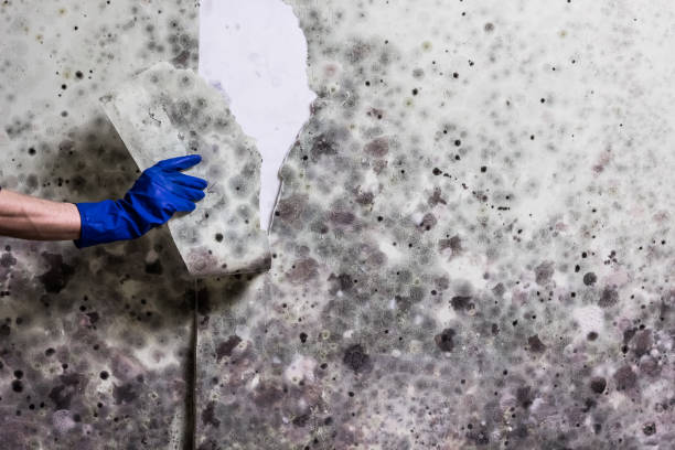 Best Local Mold Removal Service  in Lawson, MO