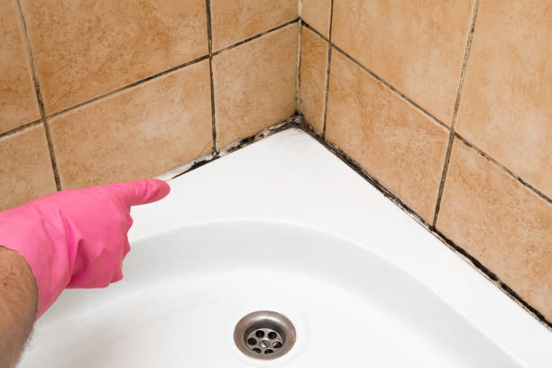 Best Professional Mold Removal  in Lawson, MO